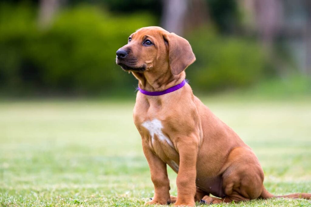 28 Easy-Care Dog Breeds for First-Time Owners