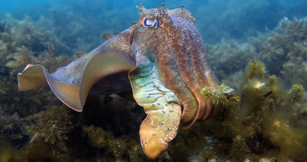 15 Signs That Octopuses Might Actually Be Aliens