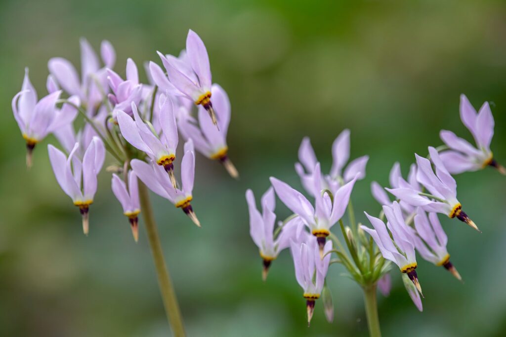 Can You Name These Wildflowers? 32 Must-See Blooms on American Trails