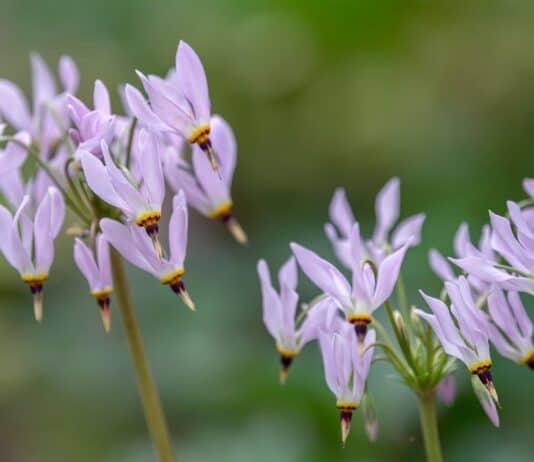 Can You Name These Wildflowers? 32 Must-See Blooms on American Trails