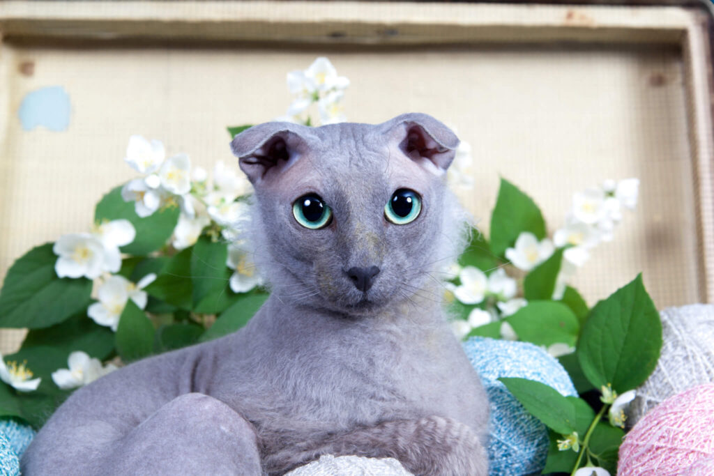 25 Weird and Wonderful Cat Breeds That Will Make You Do a Double Take