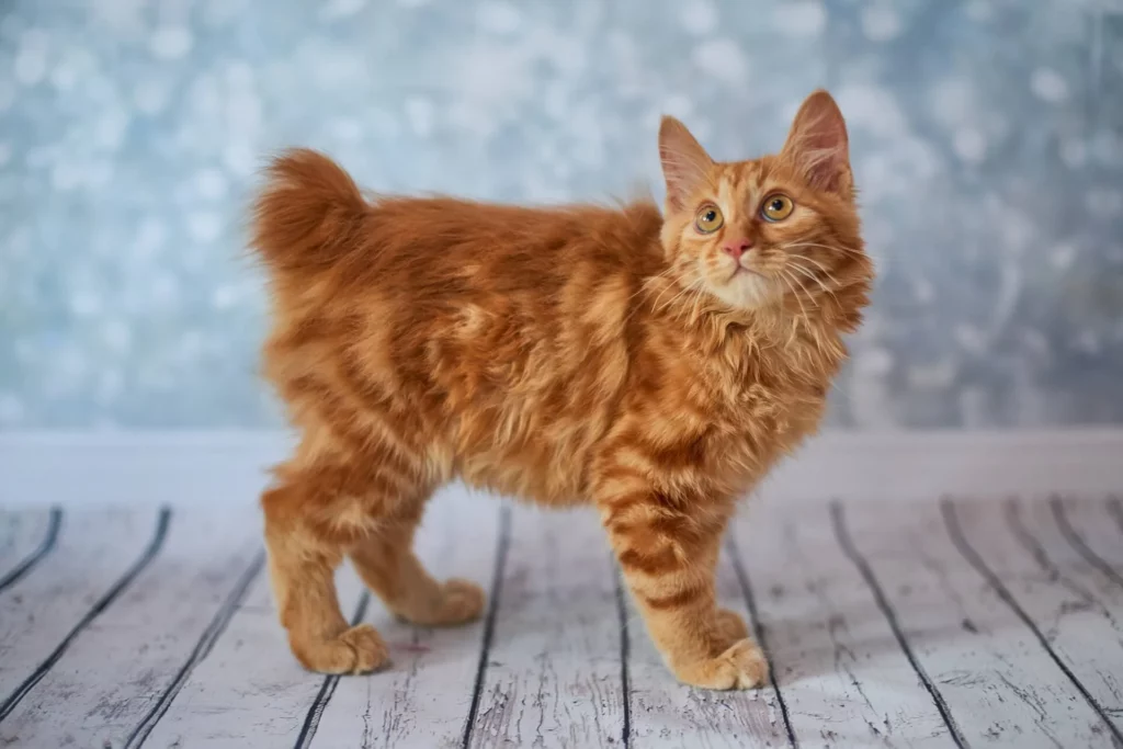 25 Weird and Wonderful Cat Breeds That Will Make You Do a Double Take