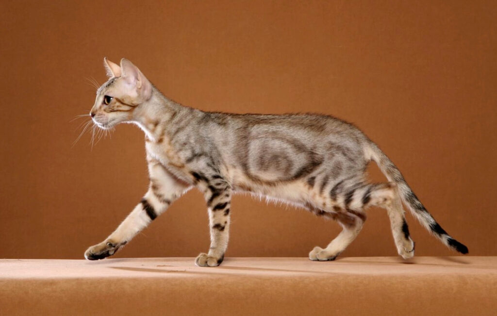 10 Rarest Cat Breeds You’ll See in American Homes