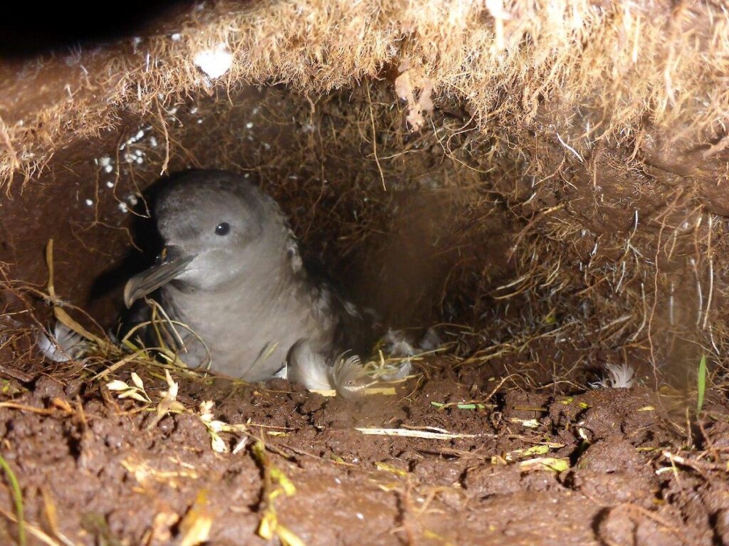 25 Fascinating Birds That Build Their Nests Underground