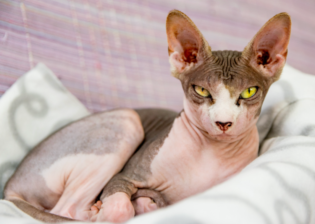 25 Weird and Wonderful Cat Breeds That Will Make You Do a Double Take