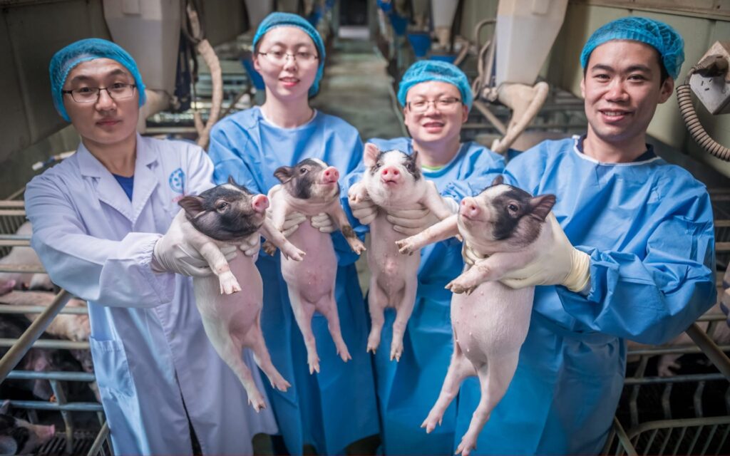 The Organ Crisis Is Over &#8211; Thanks to These 25 Genetic Transformations in Pigs