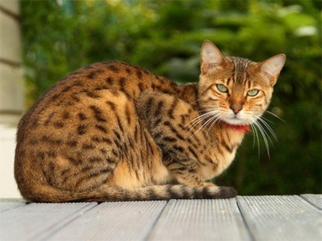 10 Rarest Cat Breeds You’ll See in American Homes