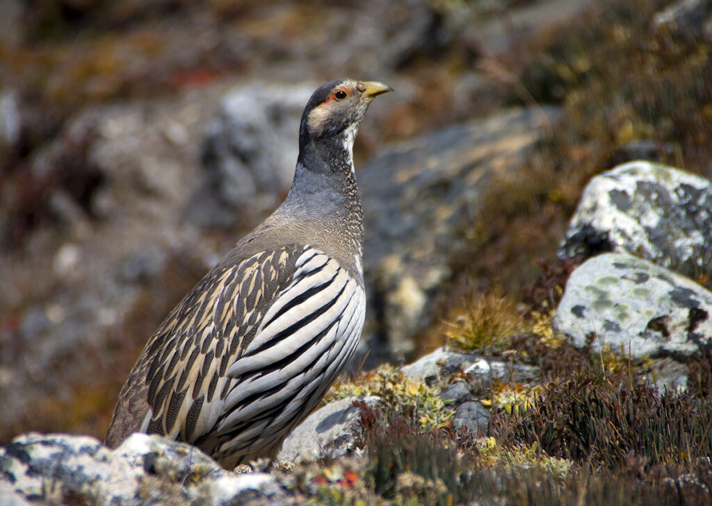 30 Supreme Survivors Designed for the Highest Places on Earth