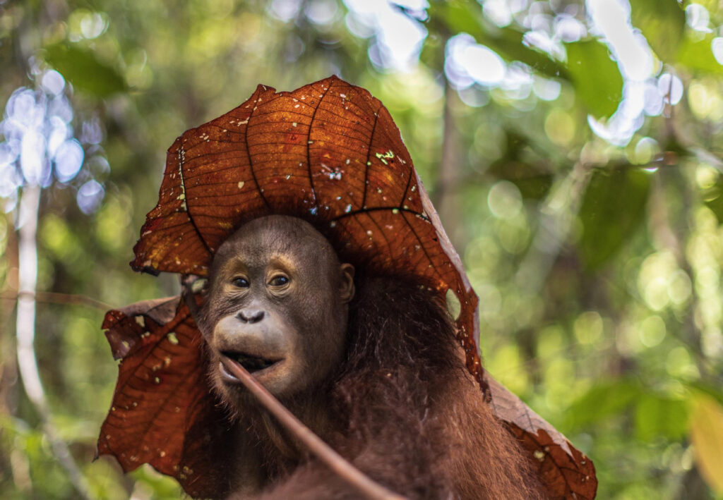 These 30 Genius Animals Can Solve Problems Better Than Most Humans