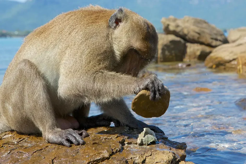 These 30 Genius Animals Can Solve Problems Better Than Most Humans
