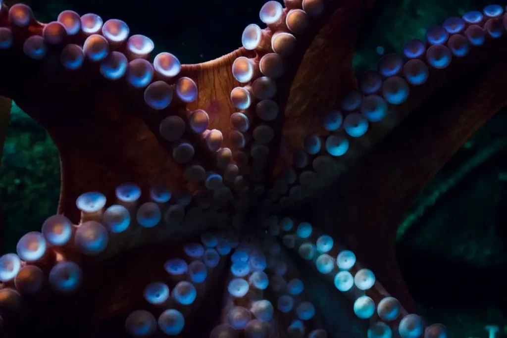 15 Signs That Octopuses Might Actually Be Aliens