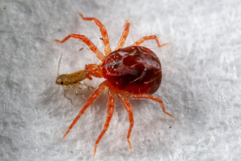 27 Tiny Creatures That Could Help Humans Colonize Mars