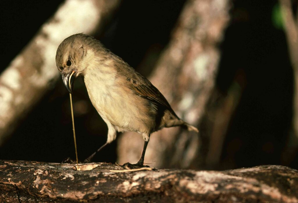 These 30 Genius Animals Can Solve Problems Better Than Most Humans