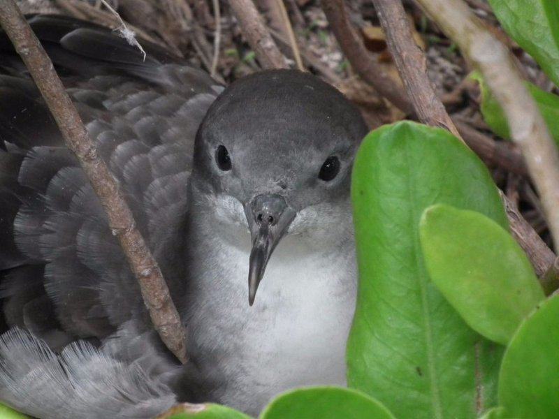 25 Fascinating Birds That Build Their Nests Underground