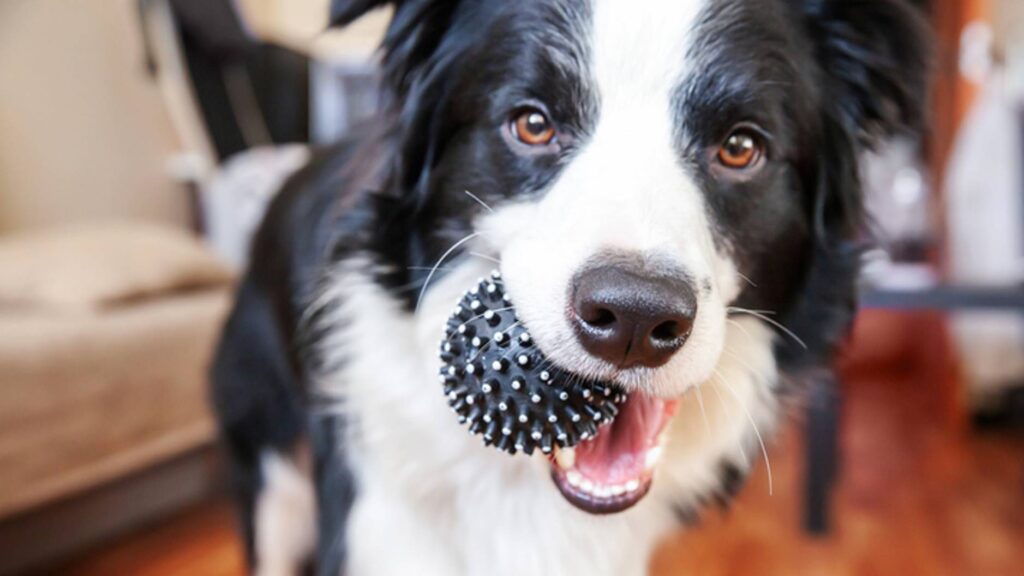 Pet Empathy Revealed: 25 Scientific Discoveries About How Cats and Dogs Read Your Feelings