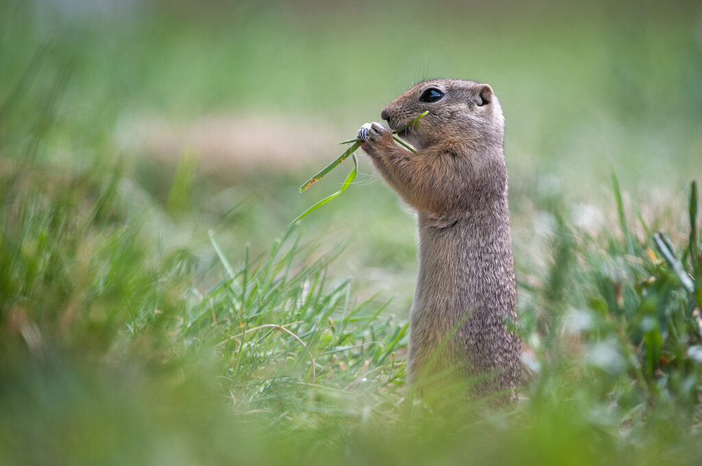 Winter Wonders: 30 Animals That Freeze Then Thaw Unharmed Every Spring