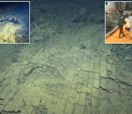 The Yellow Brick Road and 29 Other Ocean Enigmas That Leave Scientists Speechless