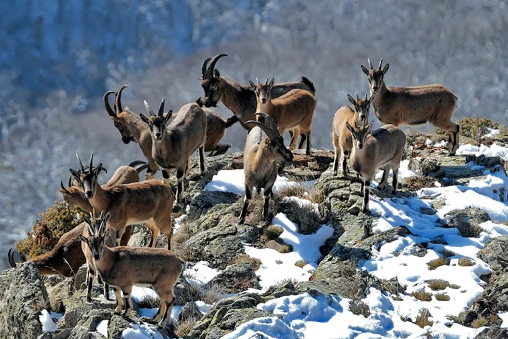 30 Animals That Traded Freedom for Friendship: The Story of Domestication