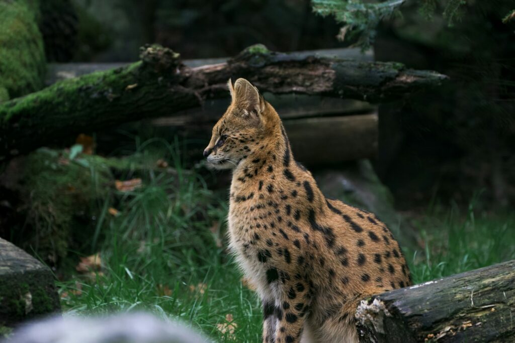 22 of the Most Exotic Pets in America Today