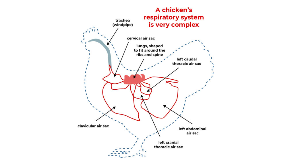 Revolutionary DNA Study Proves Your Chicken Is Actually A Shrunken T-Rex
