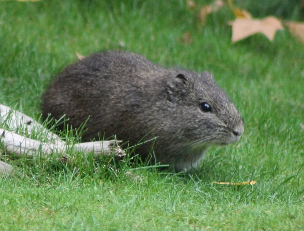 30 Animals That Traded Freedom for Friendship: The Story of Domestication