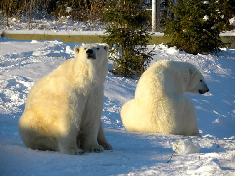 12 Zoos Leading the Way in Conservation Science