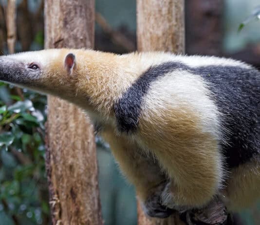 22 of the Most Exotic Pets in America Today