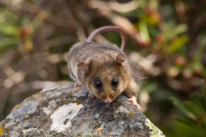 These are the 28 Smallest Mammals on Earth