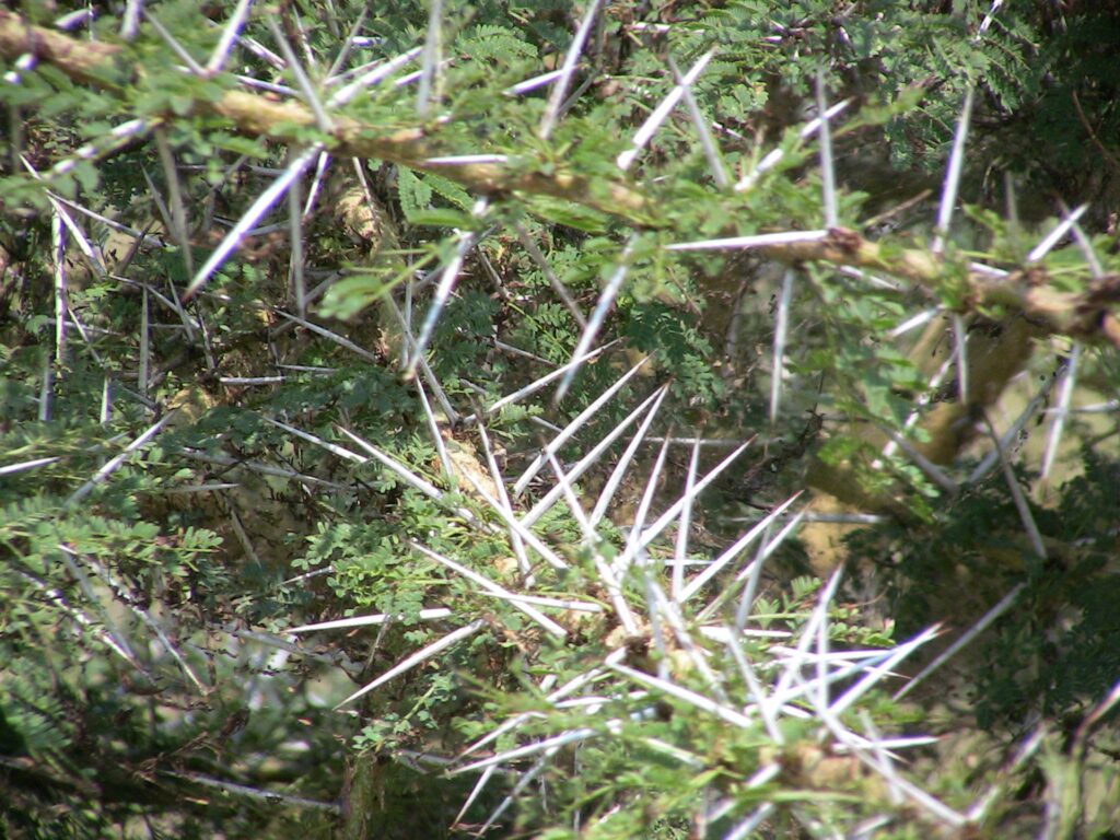 Plants That May Keep Snakes Away from Your Garden