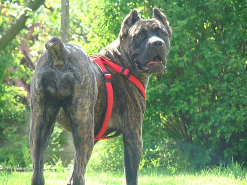 25 Best Guard Dog Breeds to Consider Adding to Your Family