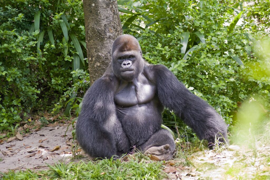 25 Reasons a Silverback Gorilla Would Demolish 20 Humans in Combat