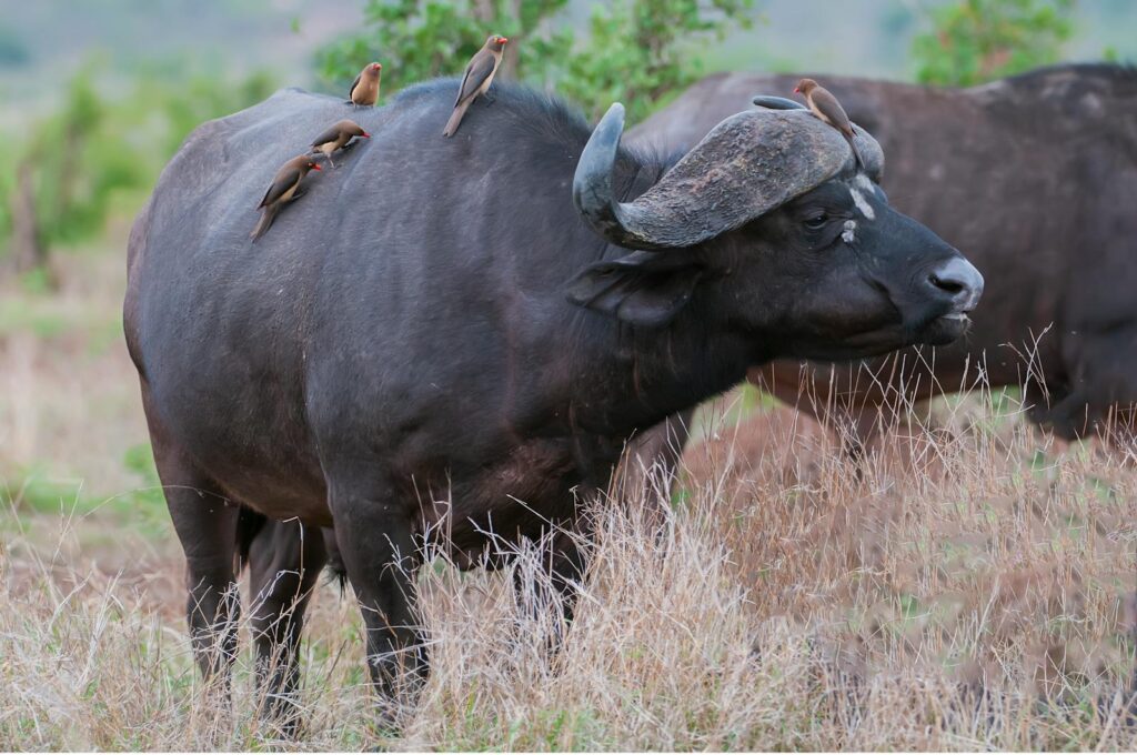 Here are the 25 Heaviest Animals On Earth