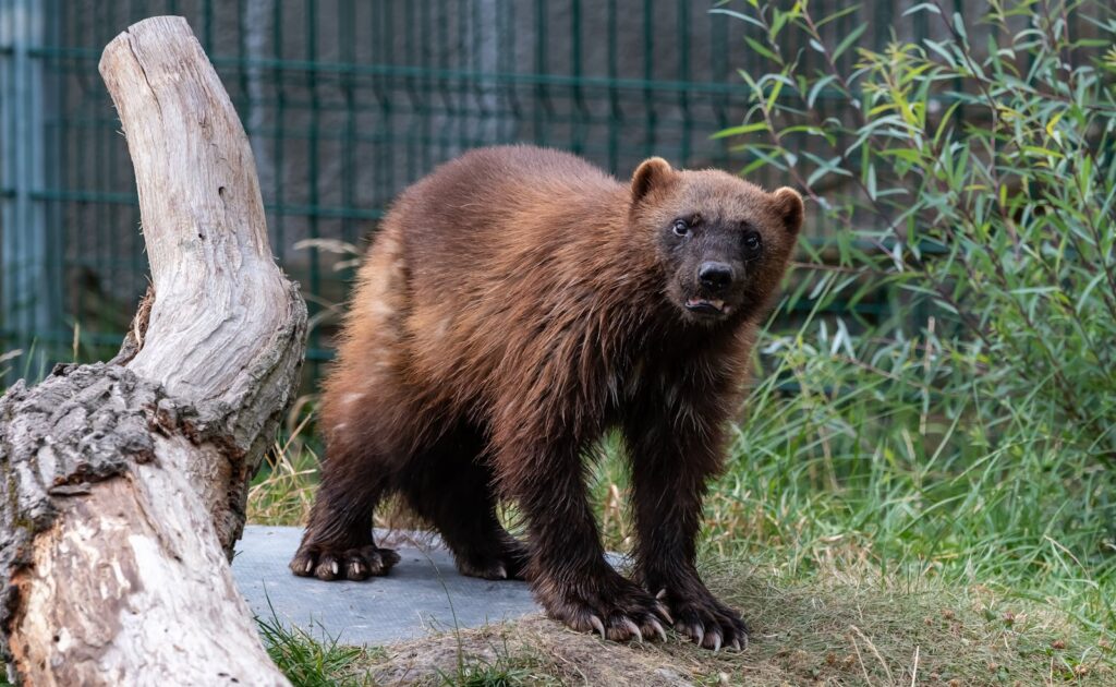 24 Fearless Animals That Have No Natural Enemies