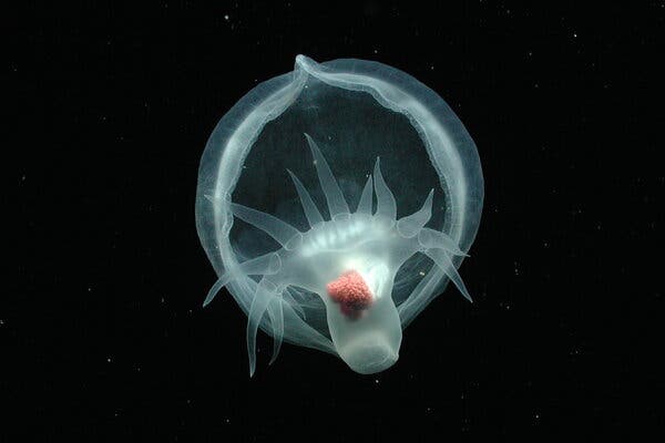 Unlocking the Secrets: How Deep-Sea Exploration is Redefining Climate Science