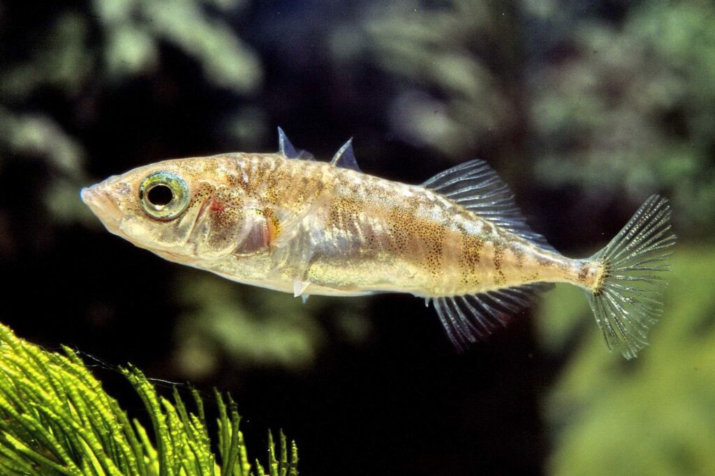 30 Astonishing Animal Hybrids Straight From Nature