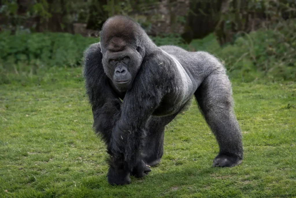 25 Reasons a Silverback Gorilla Would Demolish 20 Humans in Combat