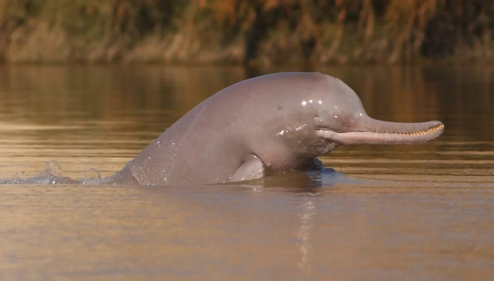 25 Aquatic Mammals You Probably Did Not Know About
