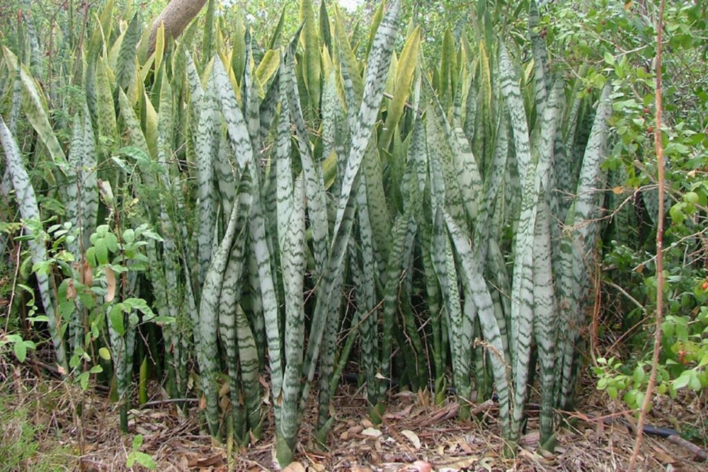 Plants That May Keep Snakes Away from Your Garden