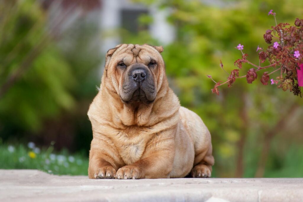 25 Best Guard Dog Breeds to Consider Adding to Your Family