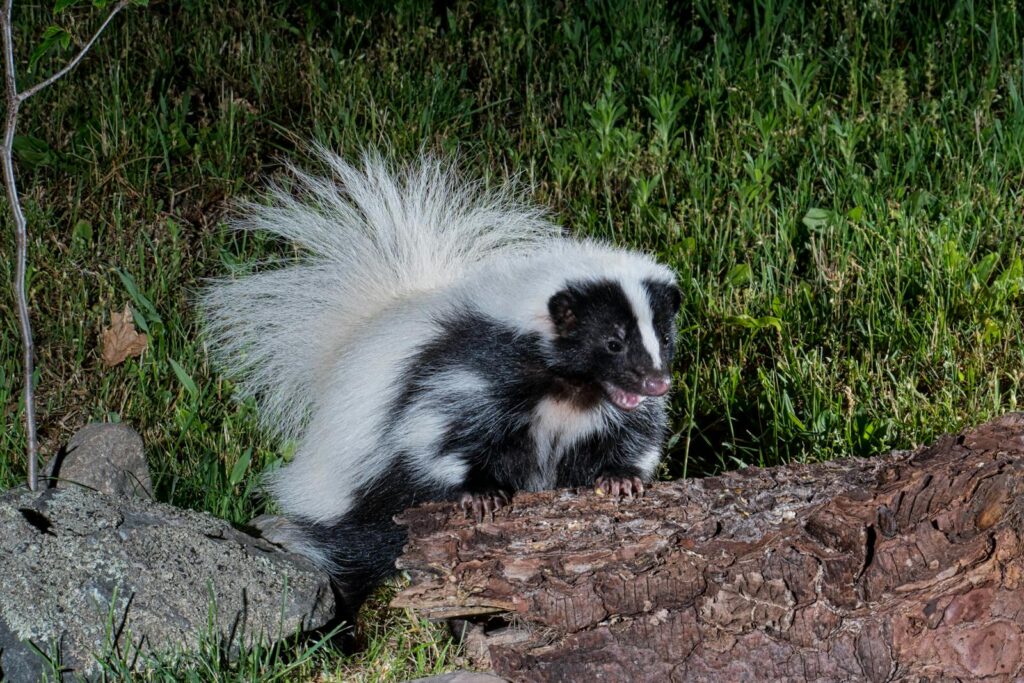 25 Animals You Can’t Legally Keep at Home in the US