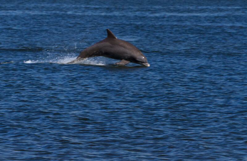 25 Aquatic Mammals You Probably Did Not Know About