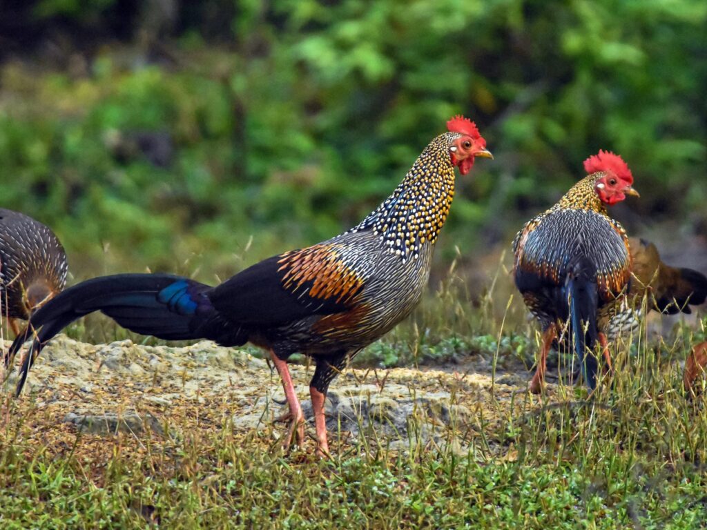 30 Animals That Traded Freedom for Friendship: The Story of Domestication