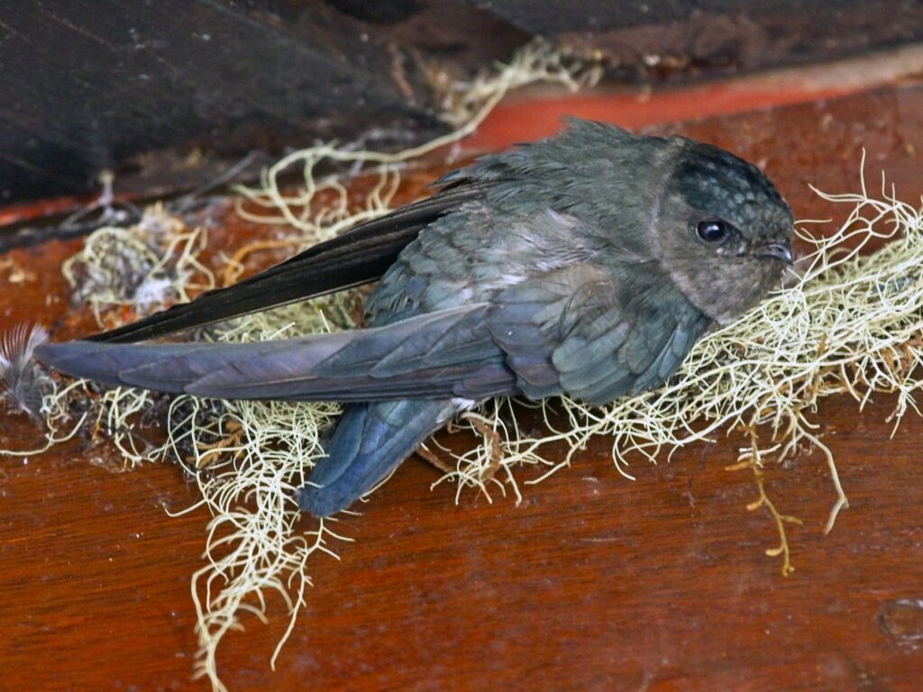 Sound Hunters: 33 Incredible Animals That Navigate Their World Through Echoes