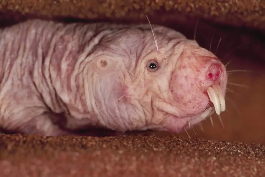 33 Scary-Looking Creatures That Are Surprisingly Friendly