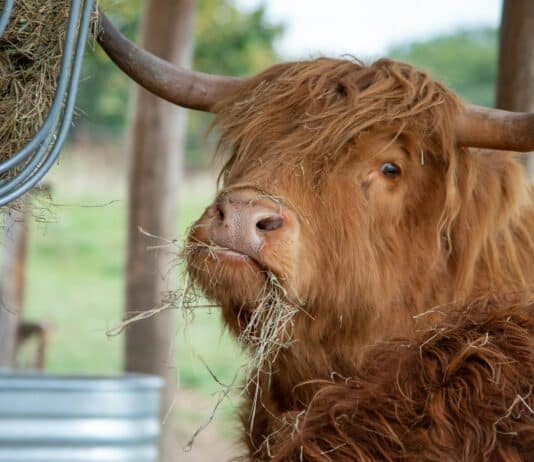Here are the 25 Heaviest Animals On Earth