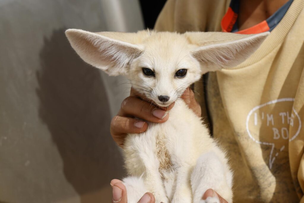 22 of the Most Exotic Pets in America Today