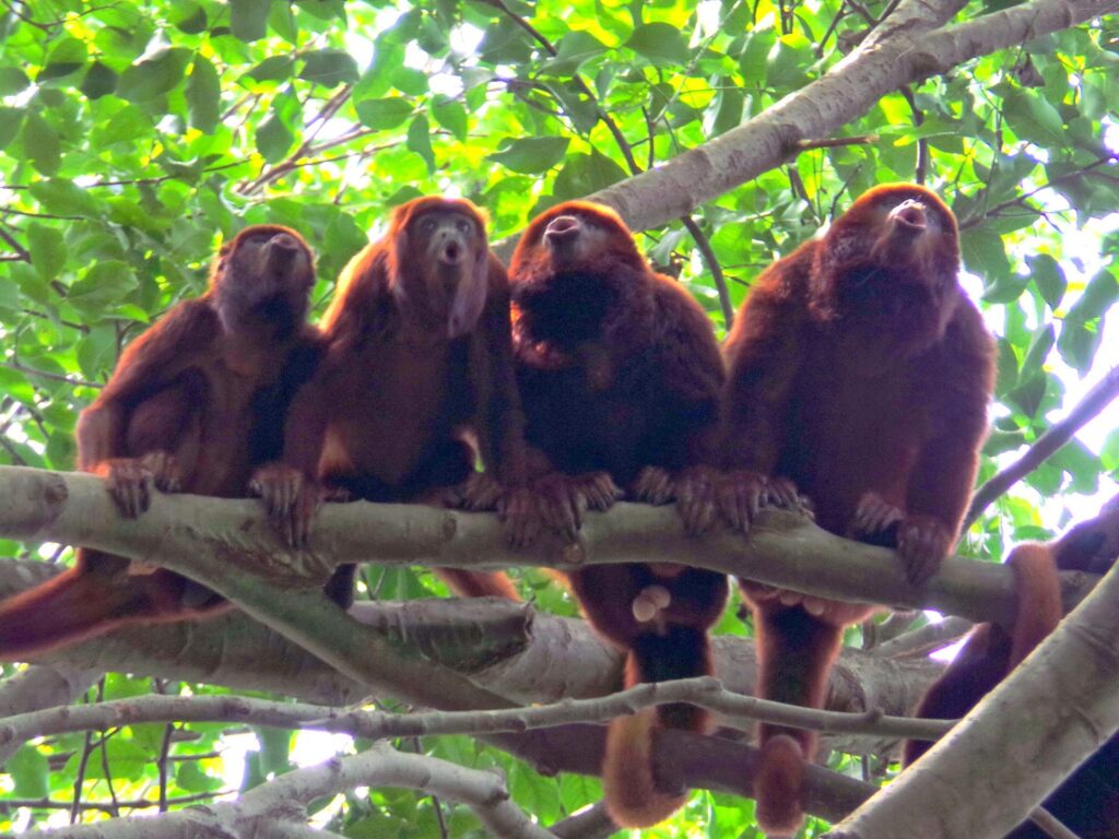 Earth&#8217;s Sonic Superstars: The 40 Loudest Animals Ranked