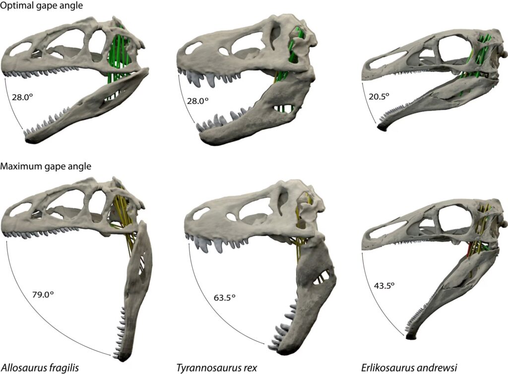 Revolutionary DNA Study Proves Your Chicken Is Actually A Shrunken T-Rex