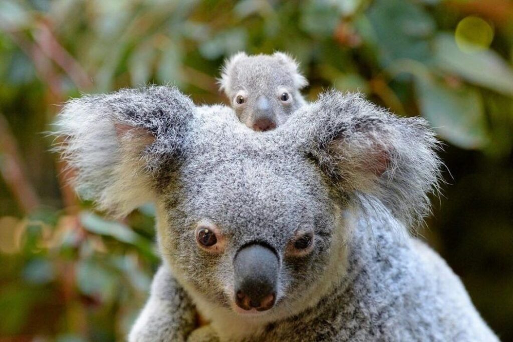 38 Weird and Fascinating Animals You Will Only Find in Australia