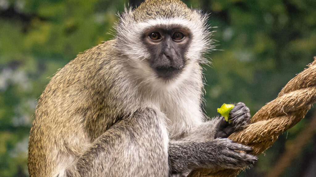 Earth&#8217;s Sonic Superstars: The 40 Loudest Animals Ranked